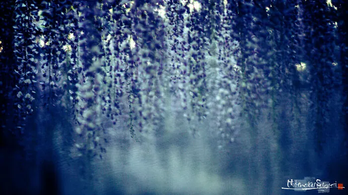 I Photographed Japanese Wisteria And Pictures Look Like Paintings