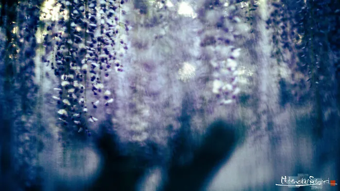 I Photographed Japanese Wisteria And Pictures Look Like Paintings
