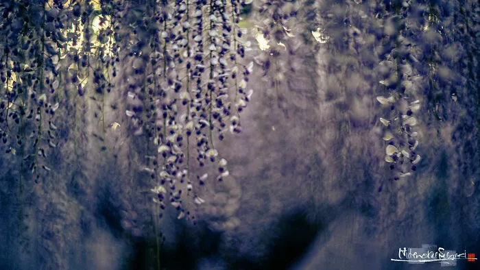 I Photographed Japanese Wisteria And Pictures Look Like Paintings