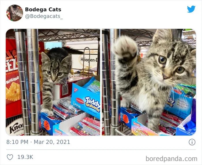 Esta cuenta de Twitter colecciona fotos de gatos en tiendecitas actuando como si fueran los dueños (50 fotos nuevas)