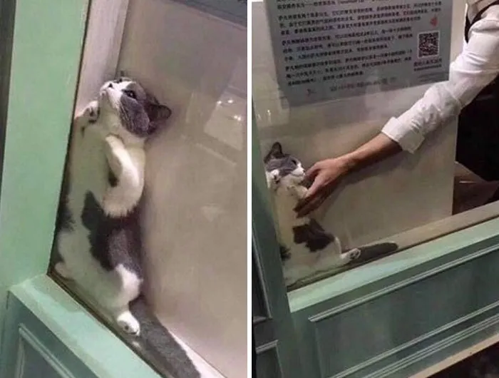 40 Gatos en lugares insólitos, compartidos en esta cuenta de Twitter