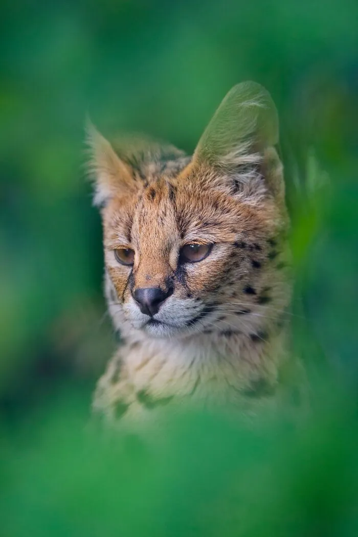 I’ve Been Photographing Wildlife For 15 Years, Here Are My 30 All-Time Favorite Photos