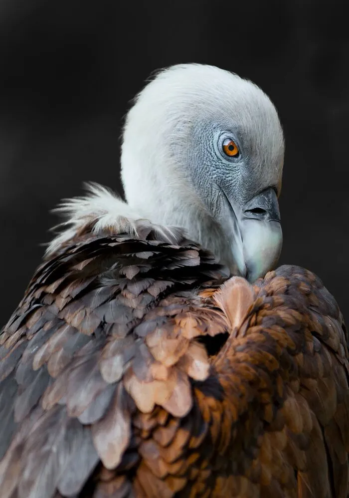 I’ve Been Photographing Wildlife For 15 Years, Here Are My 30 All-Time Favorite Photos
