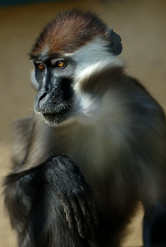 I’ve Been Photographing Wildlife For 15 Years, Here Are My 30 All-Time Favorite Photos