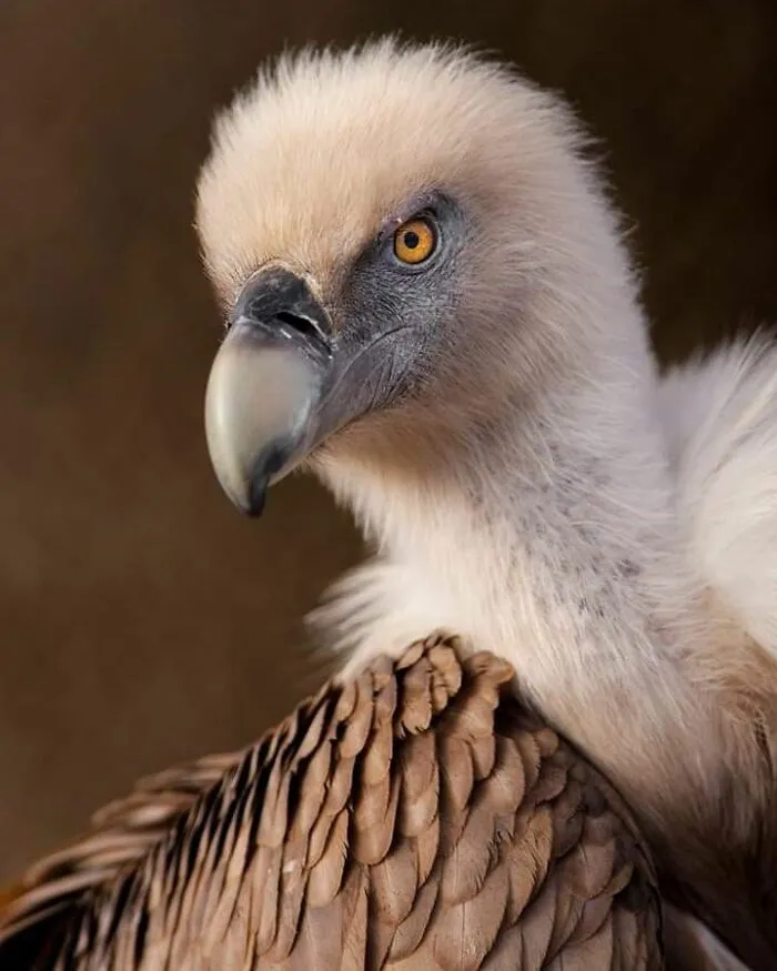 I’ve Been Photographing Wildlife For 15 Years, Here Are My 30 All-Time Favorite Photos