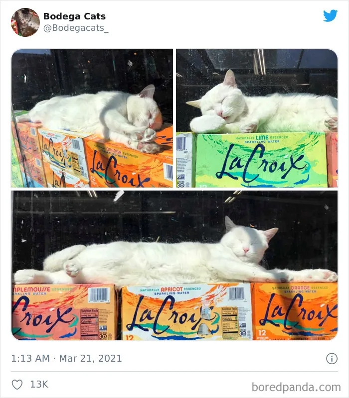 Esta cuenta de Twitter colecciona fotos de gatos en tiendecitas actuando como si fueran los dueños (50 fotos nuevas)
