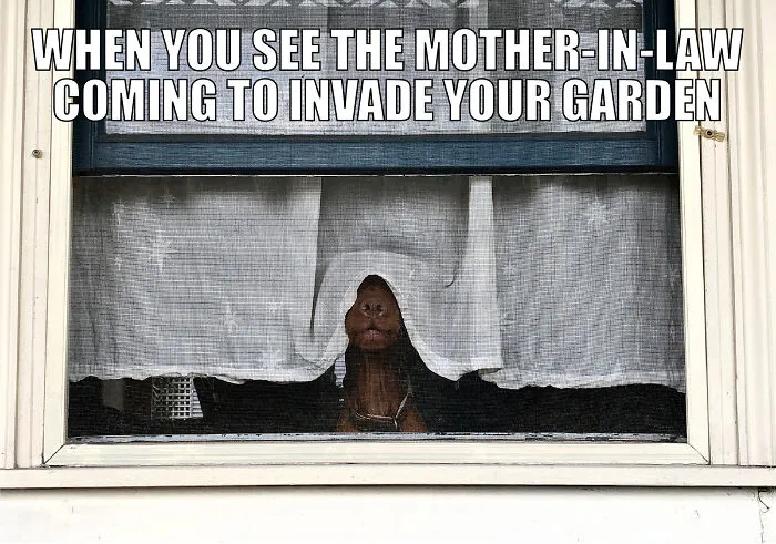 17 Spot-On Funny Pet Memes About Quarantine By Comedy Pet Photo Awards