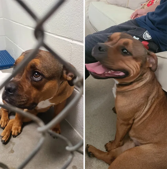 Before And After Adoption. Meet Dixie