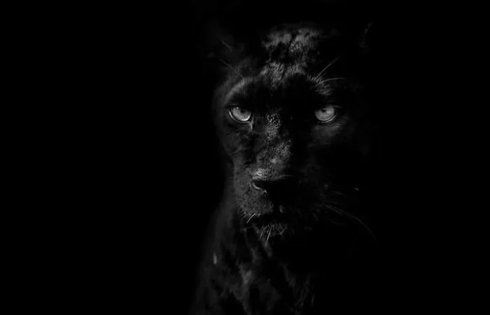 I’ve Been Photographing Wildlife For 15 Years, Here Are My 30 All-Time Favorite Photos