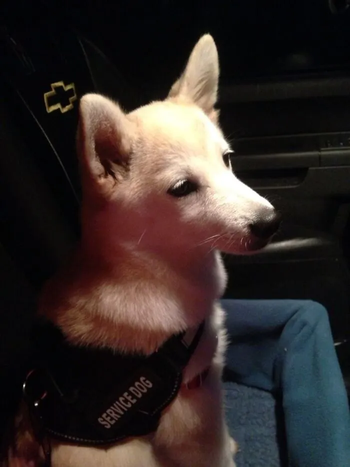 The Day I Got My Service Dog Peaches 6 Years Ago From A Program For Disabled Veterans