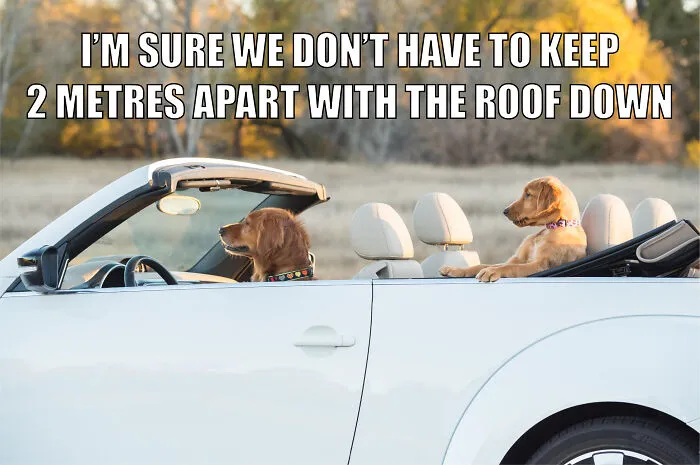 17 Spot-On Funny Pet Memes About Quarantine By Comedy Pet Photo Awards