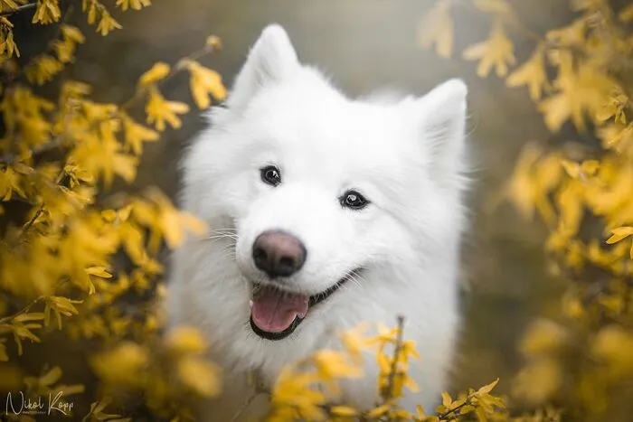 My Flower Power Dog Photos (10 Pics)