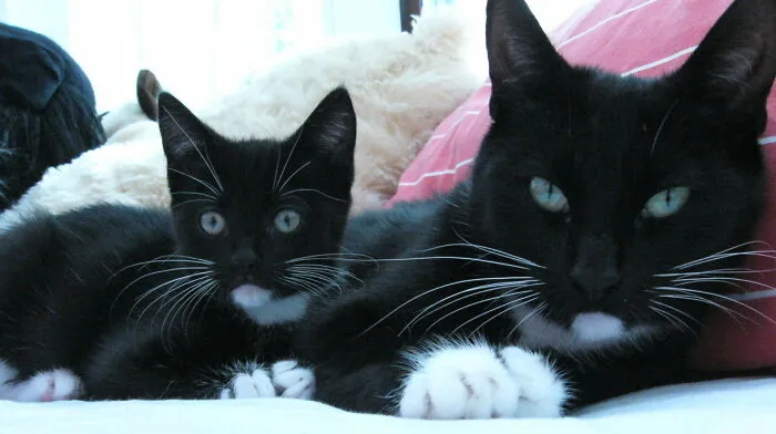 Mama Kitty Will Take Your Eye Out If You Touch Her Baby