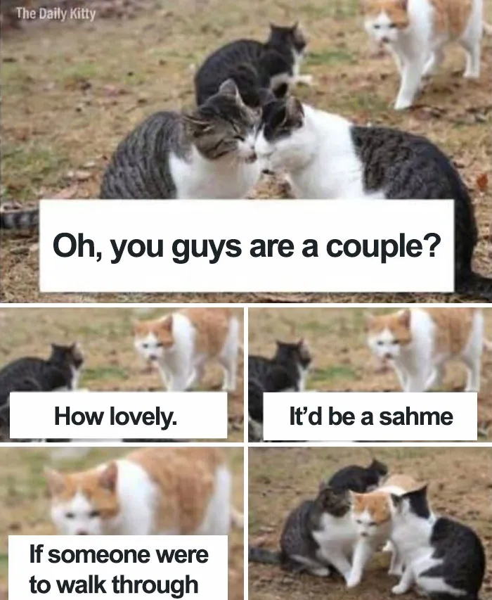 Cats humorously mimicking a couple, with captions that capture the experience of being single.