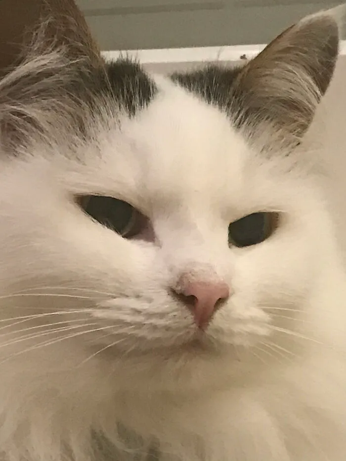 Mah Cat