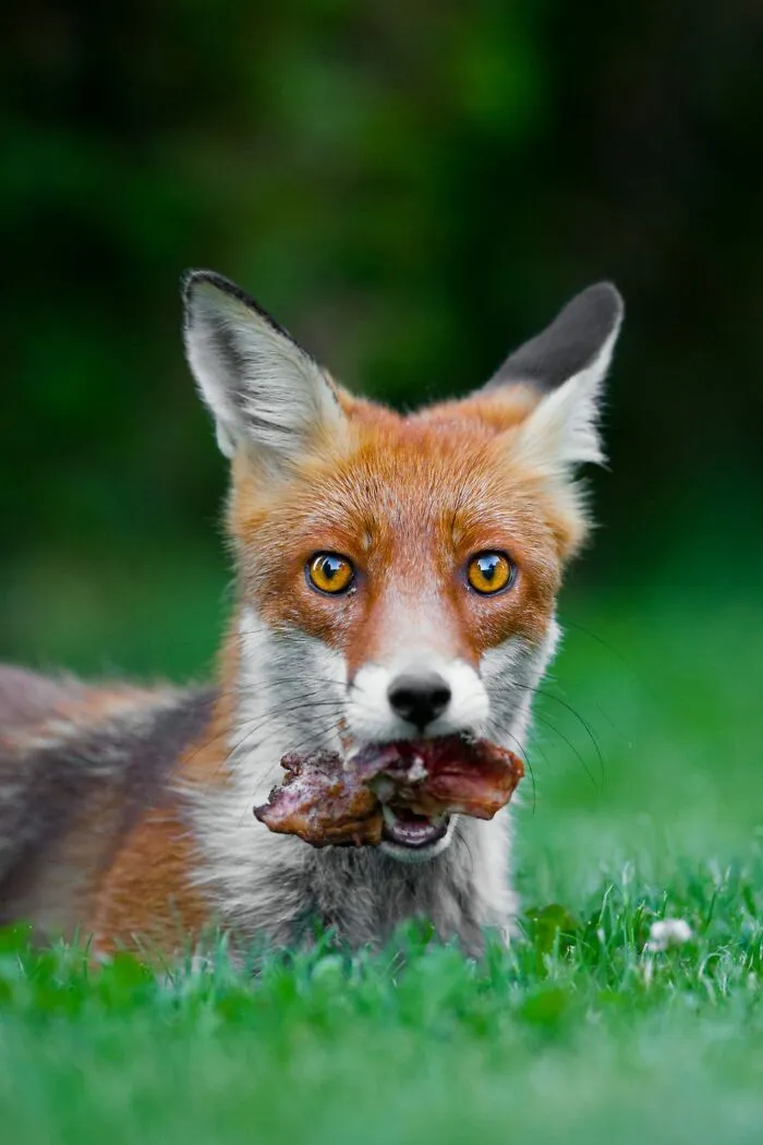 I’ve Been Photographing Wildlife For 15 Years, Here Are My 30 All-Time Favorite Photos