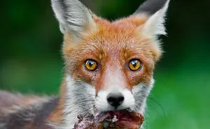 I’ve Been Photographing Wildlife For 15 Years, Here Are My 30 All-Time Favorite Photos