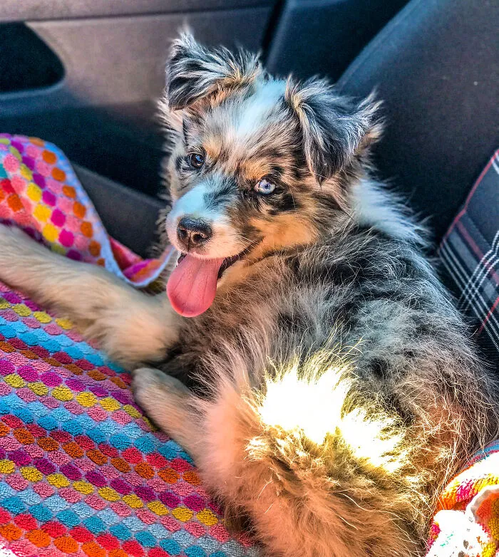 My Aussie - Rocco