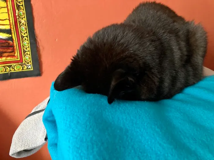 My Little Old Man Pirate In The “Faceplant” Pose. He’s 20+ And Sleeps A Lot, Often Like This
