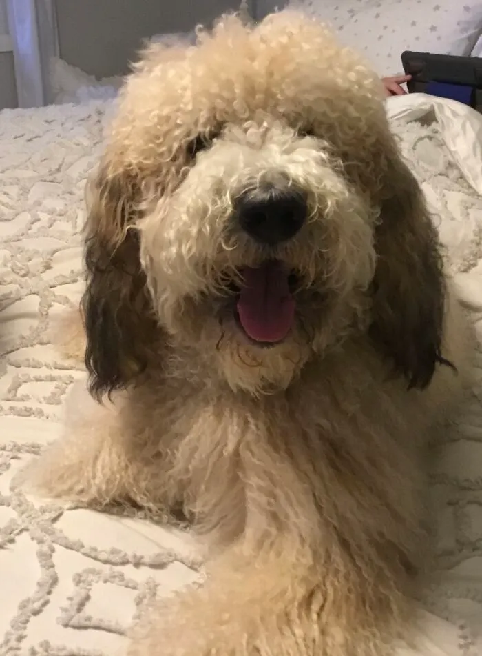 My Big Fluffer