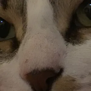 Denikitty