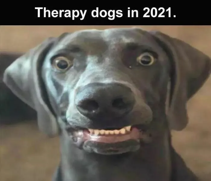 Poor Dogs