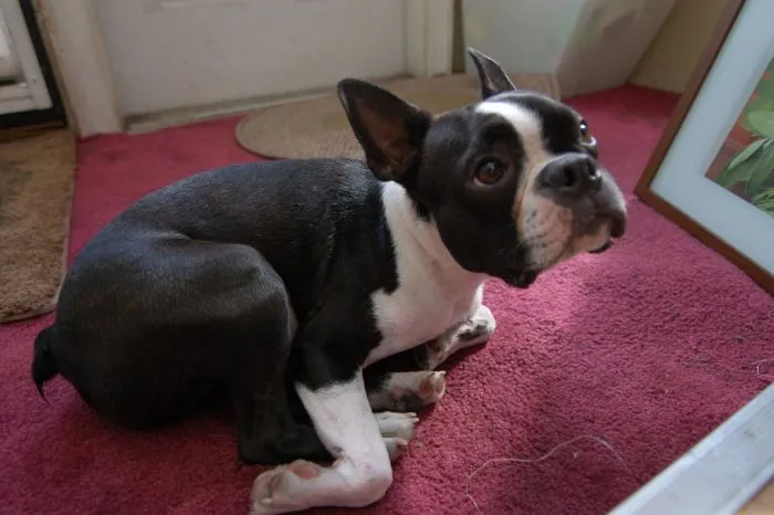 “What Is The Stupidest Thing You’ve Seen Your Pet Do?” (40 Answers)