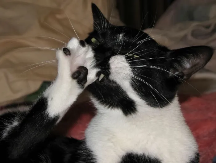 "¿Cuál es la cosa más estúpida que has visto hacer a tu mascota?" (30 respuestas)