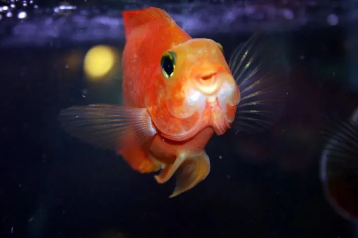 "¿Cuál es la cosa más estúpida que has visto hacer a tu mascota?" (30 respuestas)