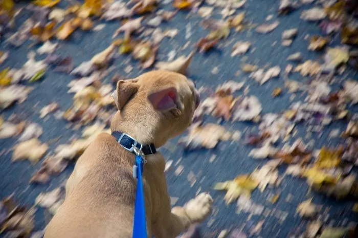 "¿Cuál es la cosa más estúpida que has visto hacer a tu mascota?" (30 respuestas)