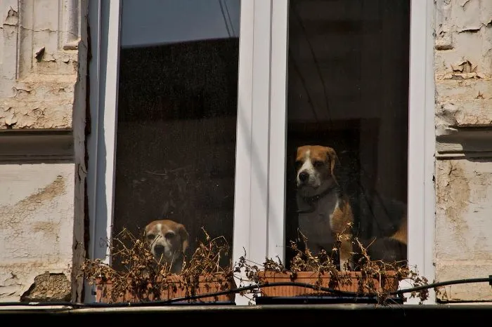 "¿Cuál es la cosa más estúpida que has visto hacer a tu mascota?" (30 respuestas)