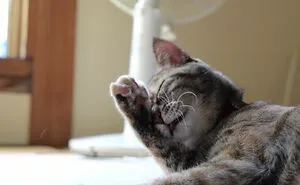 “What Is The Stupidest Thing You’ve Seen Your Pet Do?” (40 Answers)