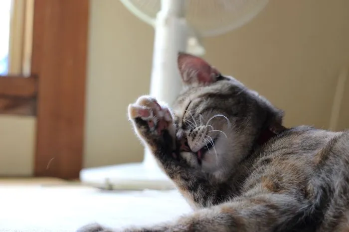 Owners-Share-Stupidest-Things-Their-Pets-Do