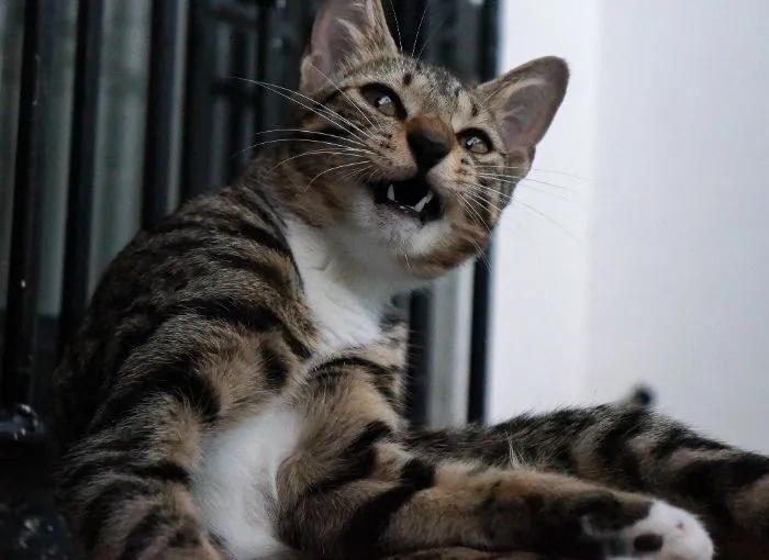 "¿Cuál es la cosa más estúpida que has visto hacer a tu mascota?" (30 respuestas)