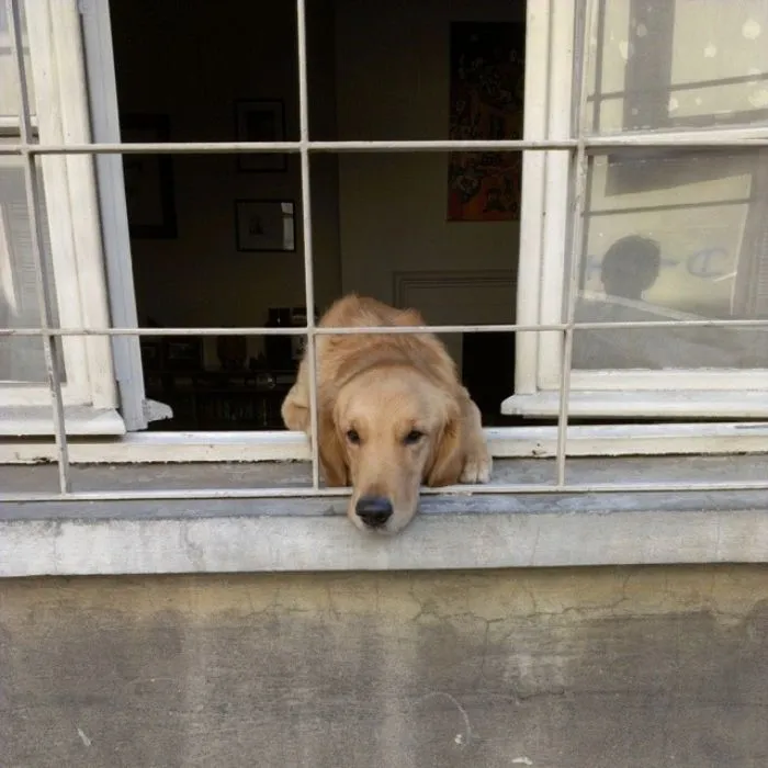 "¿Cuál es la cosa más estúpida que has visto hacer a tu mascota?" (30 respuestas)