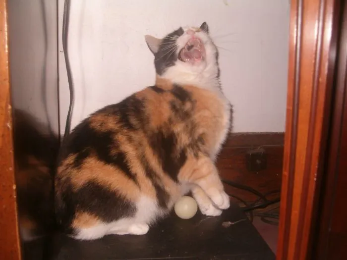 "¿Cuál es la cosa más estúpida que has visto hacer a tu mascota?" (30 respuestas)