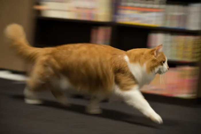 “What Is The Stupidest Thing You’ve Seen Your Pet Do?” (40 Answers)