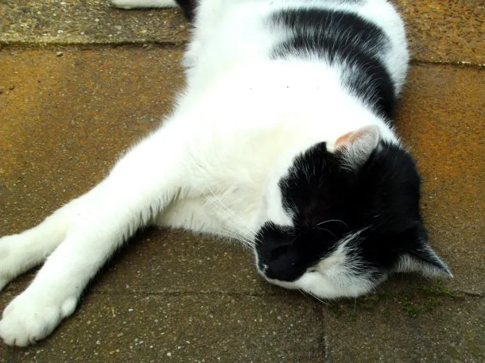 “What Is The Stupidest Thing You’ve Seen Your Pet Do?” (40 Answers)