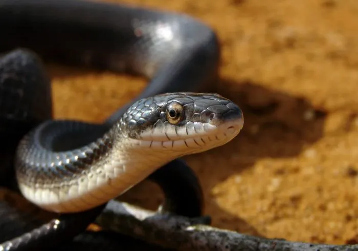 "¿Cuál es la cosa más estúpida que has visto hacer a tu mascota?" (30 respuestas)