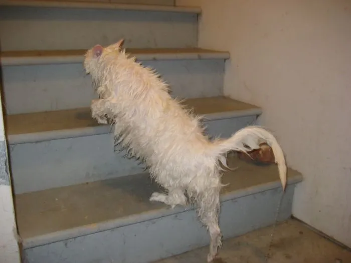 "¿Cuál es la cosa más estúpida que has visto hacer a tu mascota?" (30 respuestas)
