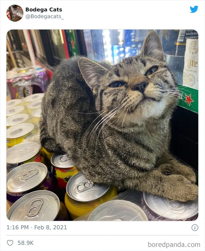 This Twitter Account Collects Photos Of Cats In Small Shops Looking Like They Own The Place (50 New Pics)