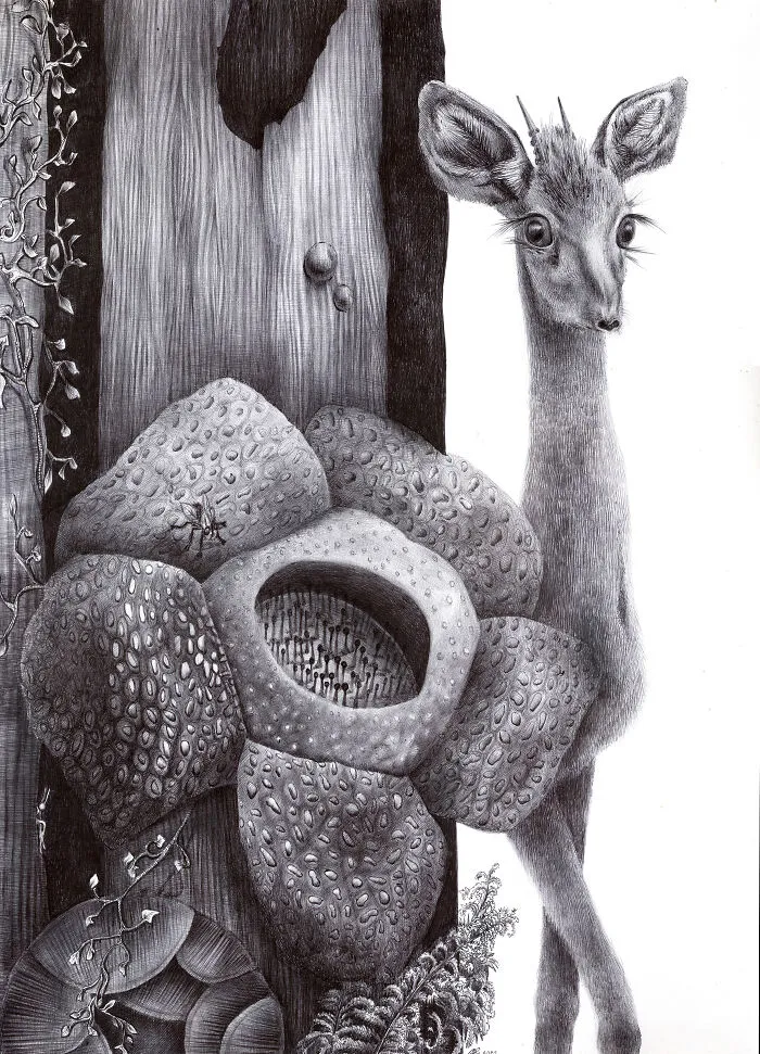 Antelope Dik Dik