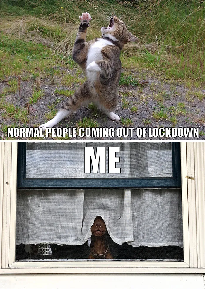 17 Spot-On Funny Pet Memes About Quarantine By Comedy Pet Photo Awards