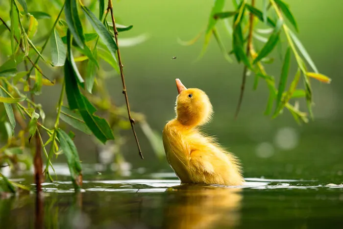 Mallard Duck By Zdeněk Jak