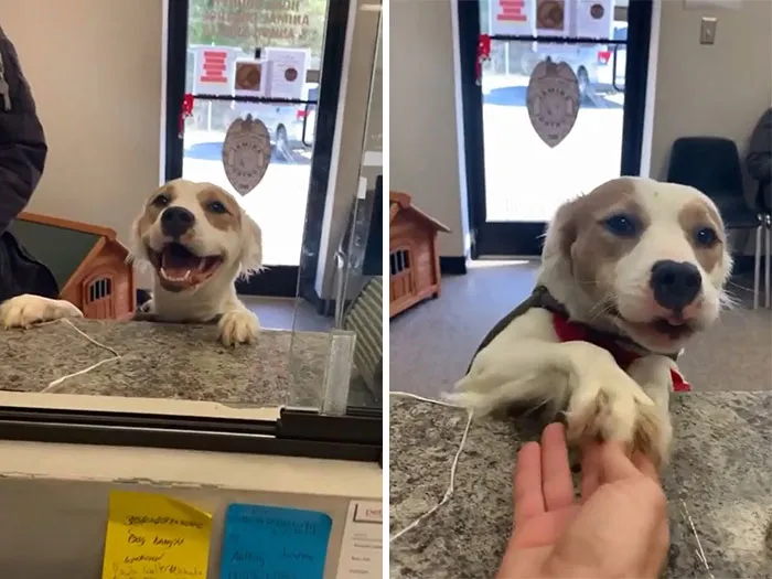 Perrito del refugio con una enorme sonrisa al ser adoptado