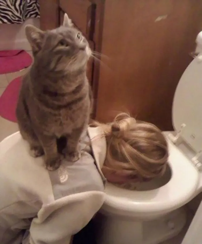 40 Gatos en lugares insólitos, compartidos en esta cuenta de Twitter