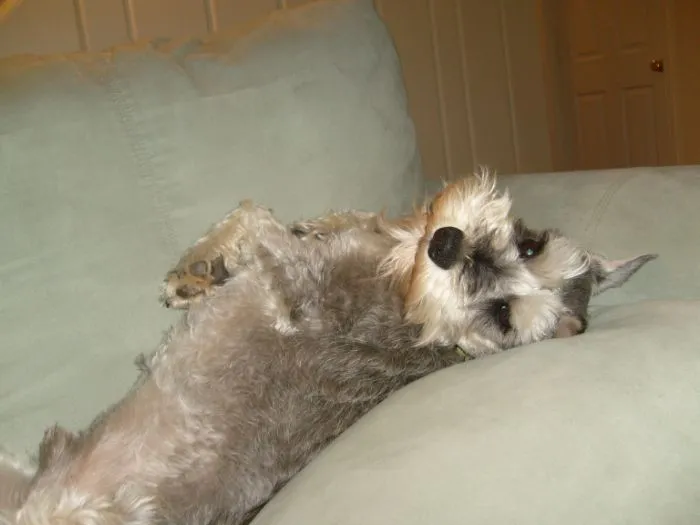“What Is The Stupidest Thing You’ve Seen Your Pet Do?” (40 Answers)