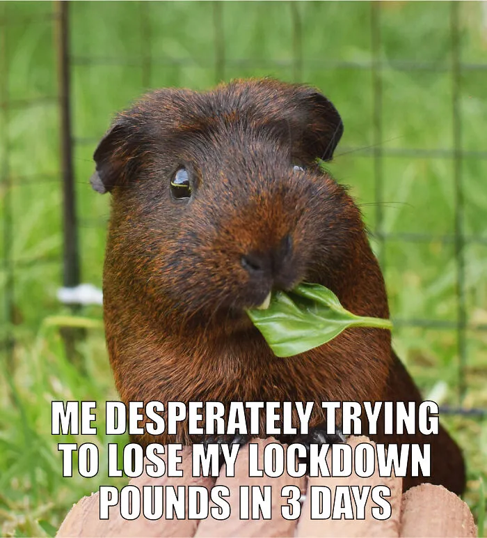 17 Spot-On Funny Pet Memes About Quarantine By Comedy Pet Photo Awards