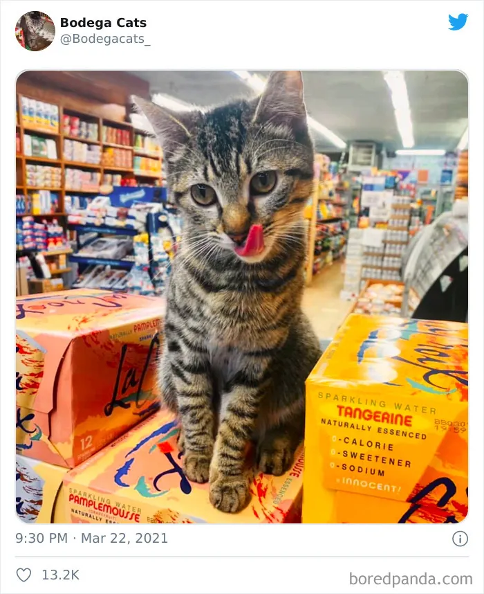Esta cuenta de Twitter colecciona fotos de gatos en tiendecitas actuando como si fueran los dueños (50 fotos nuevas)