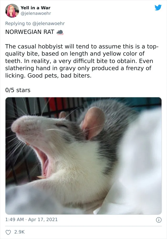 Woman On Twitter Educates People On Getting Bitten By These 20 Different Animals